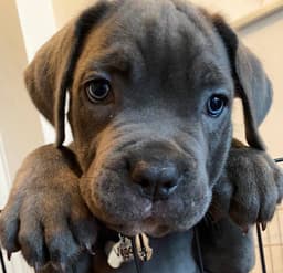 Vega the Dog